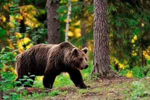 Rjavi medved - kjer prebiva?